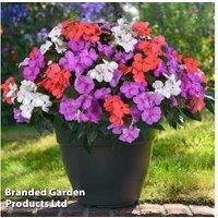 60 Mixed Flowering Patio Bedding Plants - Summer Garden Collection