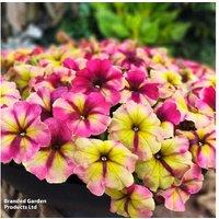 Petunia 'Raspberry Shake' Flowering Bedding Plants - 15 Garden Ready Plugs