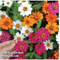 Zinnia Profusion Mixed - 15 Garden Ready Flowering Annuals