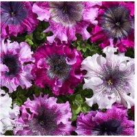 Petunia Superbissima Bedding Plants - 15 Garden-Ready, Large-Flowering Annuals