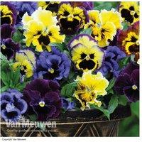 Pansy Frizzle Sizzle Flowering Plants - 15 Garden Ready Plugs