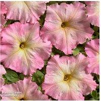 Petunia 'Vintage Pink' Flowering Bedding Plants - 15 Garden-Ready Plugs