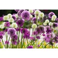 Allium Mixed Bulb Collection for Borders & Containers