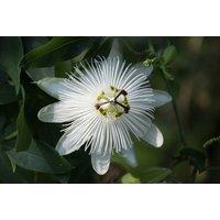 Passiflora 'Snow Queen' White Climbing Flower Plant - Pack of 1, 2, or 3!
