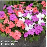 Busy Lizzie Pearl Island - 15 Garden Ready Flowering Annuals