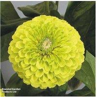 Zinnia Giant Lime Flowering Plants - 15 Garden Ready, Long-Lasting Blooms