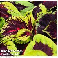 Coleus Bedding Plants - 15 Garden-Ready, Multi-Coloured Foliage