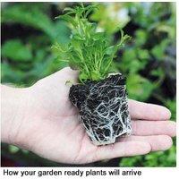 Petunia Grand Rapids Bedding Plants - 15 Garden-Ready Flowering Annuals