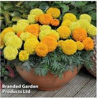 Marigold Marvel Mix - 15 Garden Ready Flowering Annuals