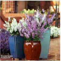Angelonia Serena - 15 Garden-Ready Flowering Perennial Plants, Heat & Drought Tolerant