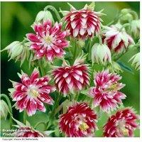 Aquilegia 'Nora Barlow' Flowering Perennial - RHS Award, 80cm