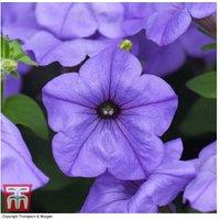 Petunia Scentsation - 15 Garden Ready Flowering Bedding Plants