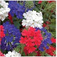 Verbena Union Jack - 15 Garden Ready Flowering Trailing Plants
