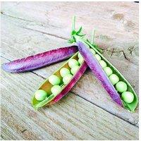 Garden Ready Pea 'Blauwschokker' - Bi-Coloured, Edible & Ornamental