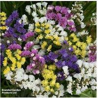 Limonium Hipster - 15 Garden Ready Drought-Tolerant Perennials
