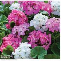 Geranium 'Candyfloss' Flowering Plants - 15 Garden Ready F1 Hybrids