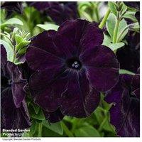 Petunia Navy Velour Flowering Bedding Plants - 15 Garden-Ready Plugs