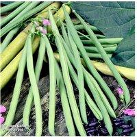Climbing French Bean 'Cobra' - RHS Award, 180cm Tall, Garden Ready
