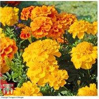 Marigold Zenith Hybrid Bedding Plants - 15 Garden Ready Blooms