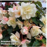 Begonia Belina Vanilla Hanging Basket - Flowering Shade-Loving Basket Plant
