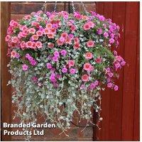 Coral Falls Flowering Hanging Basket - Pre-Planted Calibrachoa & Dichondra, Summer-Long Colour