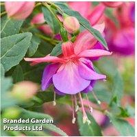 Fuchsia Double Rose Flowering Hanging Basket - Pre-Planted, 30cm Spread