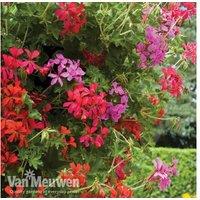 Geranium Balcon Red & Pink Flowering Hanging Basket - Pre-Planted, Summer Display