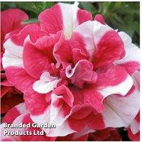 Petunia Cherry Ripple Flowering Hanging Basket - Double Blooms, Pre-Planted