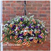 Fruit Salad Flowering Hanging Basket - Pre-Planted Petunias & Lobelia