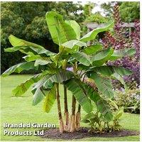 Hardy Banana 'Ever Red' - 2 Exotic Tropical Plants, 3-4M Mature Height