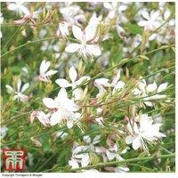 Gaura 'Sparkle White' Perennial - Flowering, Drought-Tolerant, 45cm