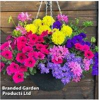 Tutti Frutti Flowering Annual Hanging Basket - Pre-Planted, 30cm Spread