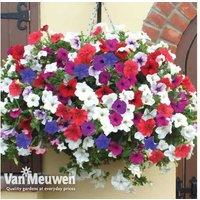 Petunia Surfinia Preplanted Hanging Basket - Flowering Summer Annual, 35cm