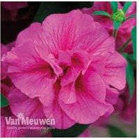 Petunia 'Frills & Spills' Mixed - Flowering Hanging Basket, Pre-Planted, 25cm