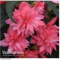 Begonia Funky Pink - 15 Garden Ready Trailing Flowering Plants