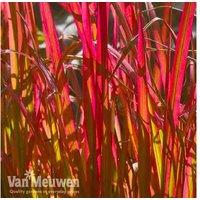 Imperata Cylindrica 'Red Baron' - Hardy Perennial Ornamental Grass, 50Cm, Striking Red Foliage (3 X 9Cm Pots)