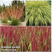 Ornamental Grass Trio - Drought-Tolerant Perennial Plant Collection