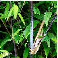 Bamboo 'Black Dragon' Evergreen Clump-Forming Plant - 10cm Pot, Hardy Privacy Screen