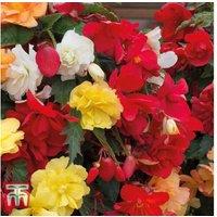 Begonia Illumination Flowering Hanging Basket - Trailing, Edible Blooms, 27cm