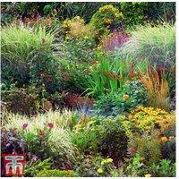 Garden Ready Mixed Perennial Flowering Plants - 15 or 30 Hardy Varieties