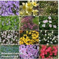 Mixed Alpine Rockery Plants - Hardy Perennials For Pots & Beds