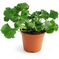 Trailing Geranium Flower Power Trio - Mixed Ivy-Leaved Perennial Plants