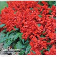 Salvia 'Blaze Of Fire' Flowering Bedding Plants - Compact Scarlet Blooms, 15 or 30 Plugs