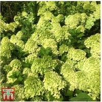 Hydrangea Paniculata 'Mojito' - Colour-Changing Flowering Shrub (1 Or 2 Plants, 9Cm Pot)