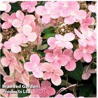 Dwarf Hydrangea Polestar 'Ophelia' - Compact Flowering Shrub, 1 Or 3 Plants