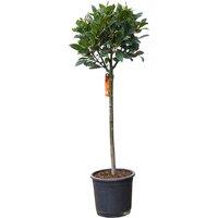 Pair of Evergreen Bay Laurel Standard Trees - 150cm, Hardy, Aromatic