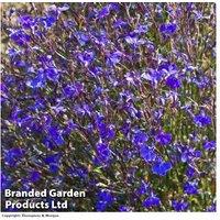 Lobelia 'Monsoon' Flowering Trailing Garden Ready Plants