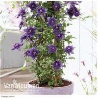Clematis 'Kokonoe' Flowering Perennial Vine - Double Violet Blooms, 250cm