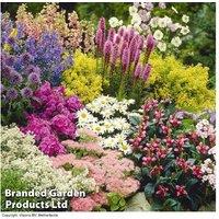 12 Potted Hardy Cottage Garden Perennial Plants - Flowering Mix