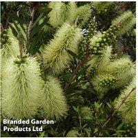 Yellow Callistemon Honey Pot Plant - Evergreen Shrub, Compact, 1-1.5M